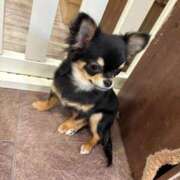 ヒメ日記 2025/02/26 01:19 投稿 たえ おねだり！ココナッツ