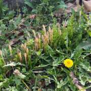 ヒメ日記 2025/03/31 08:15 投稿 木之本 さくら プルプルハウス