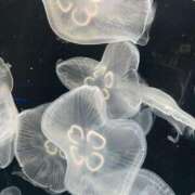 ヒメ日記 2025/08/20 10:25 投稿 ちづる 多恋人 新宿店