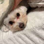 ヒメ日記 2026/03/06 22:49 投稿 すみれ XSTASY（エクスタシー）