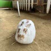 ヒメ日記 2025/02/05 22:35 投稿 りょう 栃木宇都宮ちゃんこ