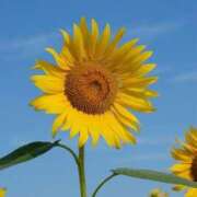 ヒメ日記 2025/08/24 10:22 投稿 あかり しろうとCollection