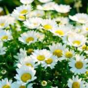 ヒメ日記 2025/09/16 18:47 投稿 あかり しろうとCollection