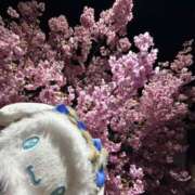 ヒメ日記 2026/04/11 20:00 投稿 みやび 44 heart ～ヨンヨンハート～