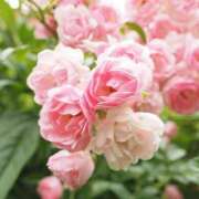 ヒメ日記 2025/04/08 07:50 投稿 いずみ♡M気強めのおっとり熟女♡ 富山高岡ちゃんこ