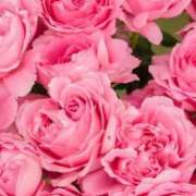 ヒメ日記 2025/04/09 08:17 投稿 いずみ♡M気強めのおっとり熟女♡ 富山高岡ちゃんこ