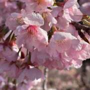 ヒメ日記 2025/04/12 07:26 投稿 いずみ♡M気強めのおっとり熟女♡ 富山高岡ちゃんこ