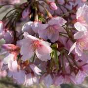 ヒメ日記 2025/04/12 16:56 投稿 いずみ♡M気強めのおっとり熟女♡ 富山高岡ちゃんこ