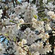 ヒメ日記 2025/04/13 09:35 投稿 いずみ♡M気強めのおっとり熟女♡ 富山高岡ちゃんこ