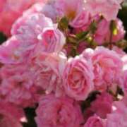 ヒメ日記 2025/04/15 19:45 投稿 いずみ♡M気強めのおっとり熟女♡ 富山高岡ちゃんこ