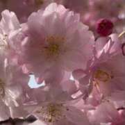 ヒメ日記 2025/04/18 19:40 投稿 いずみ♡M気強めのおっとり熟女♡ 富山高岡ちゃんこ