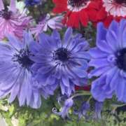 ヒメ日記 2025/04/19 08:46 投稿 いずみ♡M気強めのおっとり熟女♡ 富山高岡ちゃんこ