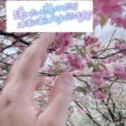 ヒメ日記 2025/04/23 08:26 投稿 いずみ♡M気強めのおっとり熟女♡ 富山高岡ちゃんこ