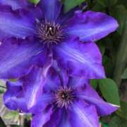 ヒメ日記 2025/05/11 08:35 投稿 いずみ♡M気強めのおっとり熟女♡ 富山高岡ちゃんこ