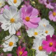 ヒメ日記 2025/10/13 16:10 投稿 いずみ♡M気強めのおっとり熟女♡ 富山高岡ちゃんこ