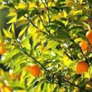 ヒメ日記 2025/12/03 13:37 投稿 いずみ♡M気強めのおっとり熟女♡ 富山高岡ちゃんこ