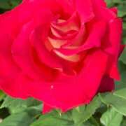 ヒメ日記 2025/12/20 08:07 投稿 いずみ♡M気強めのおっとり熟女♡ 富山高岡ちゃんこ