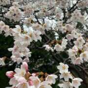 ヒメ日記 2026/04/02 13:12 投稿 いずみ♡M気強めのおっとり熟女♡ 富山高岡ちゃんこ