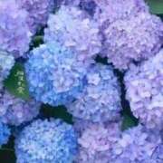 ヒメ日記 2026/06/02 08:05 投稿 いずみ♡M気強めのおっとり熟女♡ 富山高岡ちゃんこ