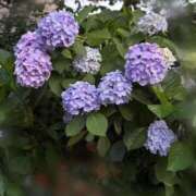 ヒメ日記 2026/06/12 08:16 投稿 いずみ♡M気強めのおっとり熟女♡ 富山高岡ちゃんこ