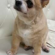 みりあ [お題]from:トイプーさん 厚木人妻城