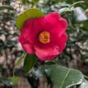 ヒメ日記 2025/03/28 22:42 投稿 のぞみ 横浜ミセスアロマ（ユメオト）