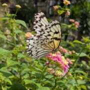 ヒメ日記 2025/04/05 10:21 投稿 のぞみ 横浜ミセスアロマ（ユメオト）