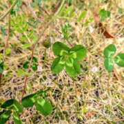 ヒメ日記 2025/04/16 12:35 投稿 のぞみ 横浜ミセスアロマ（ユメオト）