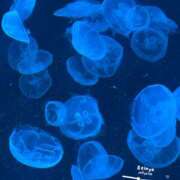 ヒメ日記 2025/05/11 22:53 投稿 れいな 錦糸町ミセスアロマ（ユメオト）