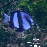 ヒメ日記 2025/05/14 22:06 投稿 れいな 錦糸町ミセスアロマ（ユメオト）