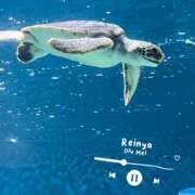 ヒメ日記 2025/05/15 23:13 投稿 れいな 錦糸町ミセスアロマ（ユメオト）