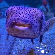 ヒメ日記 2025/05/19 23:19 投稿 れいな 錦糸町ミセスアロマ（ユメオト）