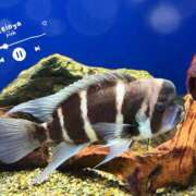 ヒメ日記 2025/06/01 23:10 投稿 れいな 錦糸町ミセスアロマ（ユメオト）