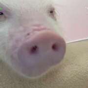 ヒメ日記 2025/08/20 22:00 投稿 れいな 錦糸町ミセスアロマ(ユメオト)