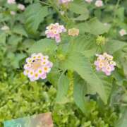 ヒメ日記 2025/08/27 22:31 投稿 れいな 錦糸町ミセスアロマ（ユメオト）