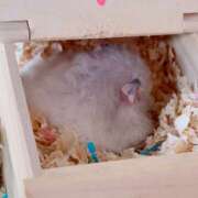 ヒメ日記 2025/09/03 22:00 投稿 れいな 錦糸町ミセスアロマ（ユメオト）