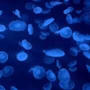 ヒメ日記 2025/09/08 22:38 投稿 れいな 錦糸町ミセスアロマ(ユメオト)