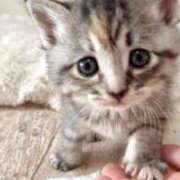 ヒメ日記 2025/04/20 05:52 投稿 きょうこ 熟女の風俗最終章 池袋店