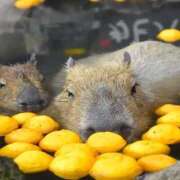 ヒメ日記 2024/12/21 16:28 投稿 ゆきこ ギン妻パラダイス 和歌山店