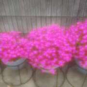 ヒメ日記 2025/04/20 10:56 投稿 ゆきこ ギン妻パラダイス 和歌山店