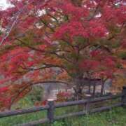 ヒメ日記 2025/11/23 15:38 投稿 ゆきこ ギン妻パラダイス 和歌山店