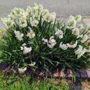 ヒメ日記 2026/03/21 12:24 投稿 ゆきこ ギン妻パラダイス 和歌山店