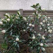 ヒメ日記 2026/03/28 19:31 投稿 ゆきこ ギン妻パラダイス 和歌山店