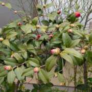 ヒメ日記 2026/03/29 15:07 投稿 ゆきこ ギン妻パラダイス 和歌山店