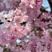 ヒメ日記 2025/04/09 17:55 投稿 桜井　りな エテルナ京都