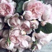 むらさき M性感嬢 口コミ抜粋_No.001 完全会員制SM倶楽部M′s Reboot（エムズリブート）