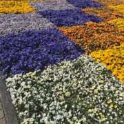 ヒメ日記 2025/03/31 08:00 投稿 かすみ カワサキEROTIC（ソープランド）