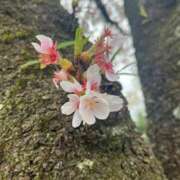 ヒメ日記 2025/04/05 06:00 投稿 かすみ カワサキEROTIC（ソープランド）