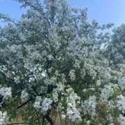 ヒメ日記 2025/04/12 08:01 投稿 かすみ カワサキEROTIC（ソープランド）