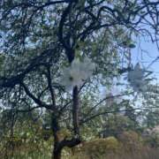 ヒメ日記 2025/04/13 06:30 投稿 かすみ カワサキEROTIC（ソープランド）